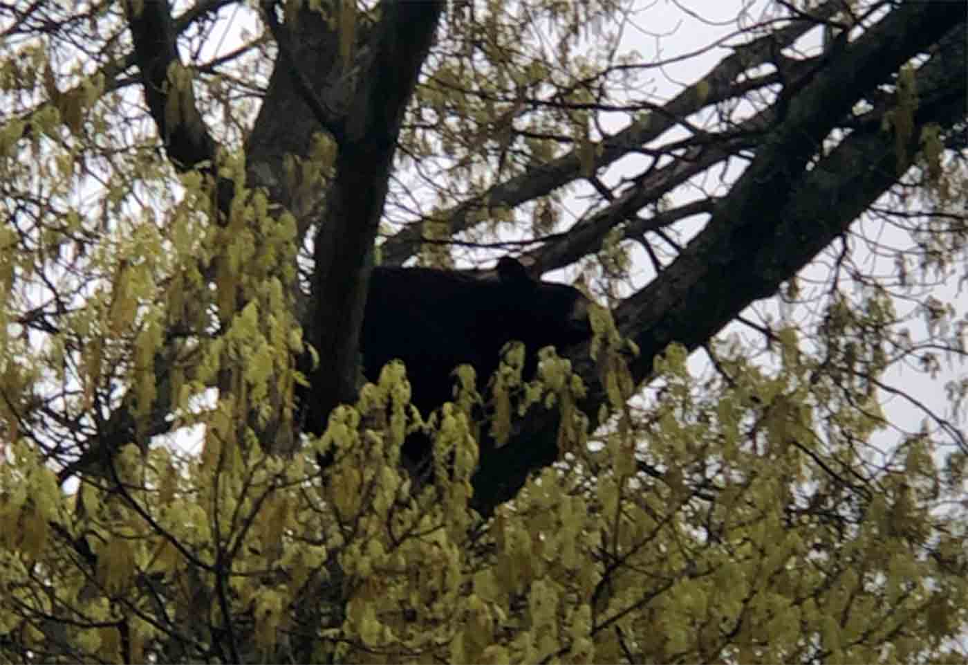 arlington bear