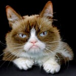 Grumpy Cat