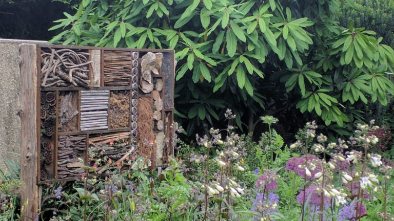 Garden-Pollinators-DC
