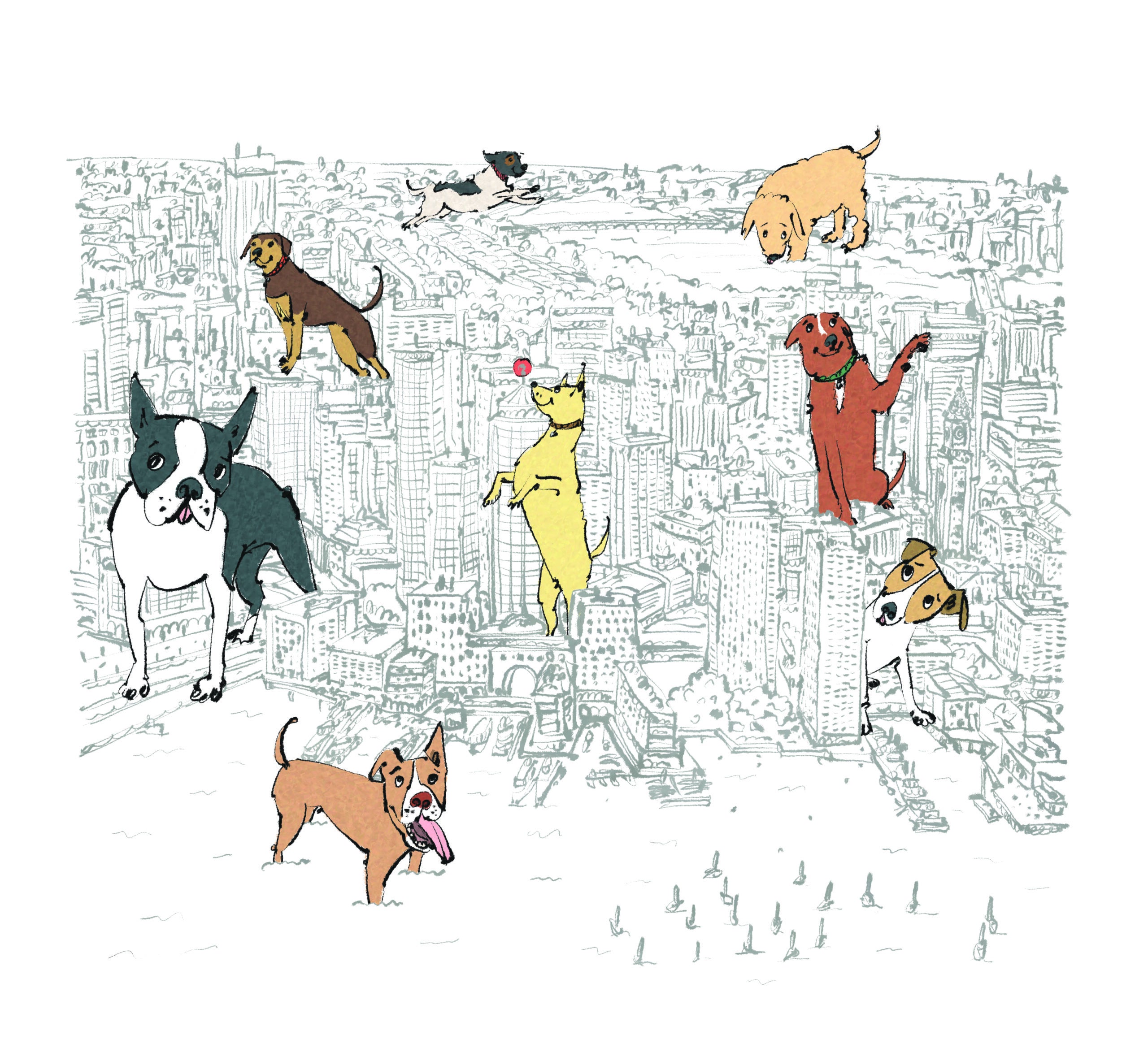 WASCO-Dogs-Boston-Illustration