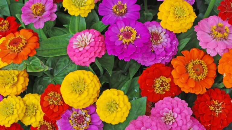 Zinnias-in-Bloom