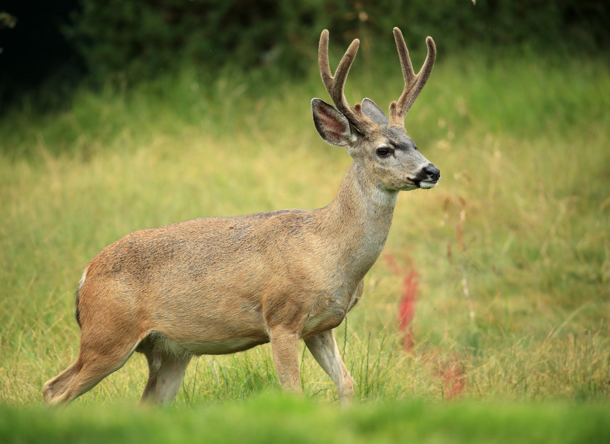 A deadly deer disease is spreading. Could it strike people, too?