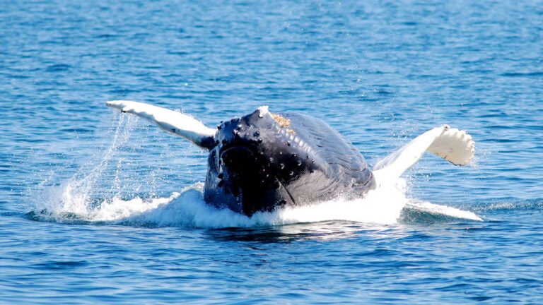 New england aquarium whale watch promo code online