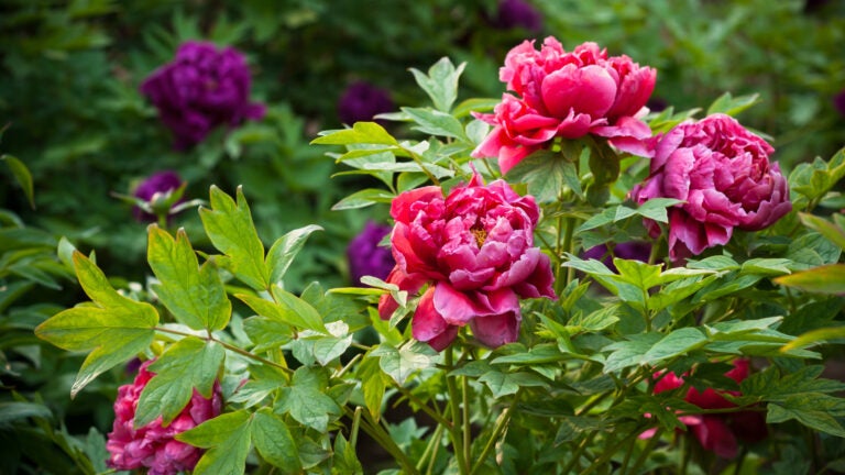 Peonies-in-Bloom