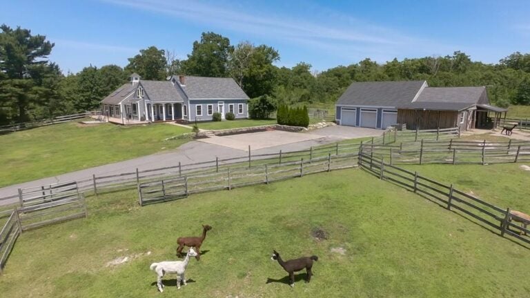 96-Sandra-Lee-Lane-Tiverton-Alpacas