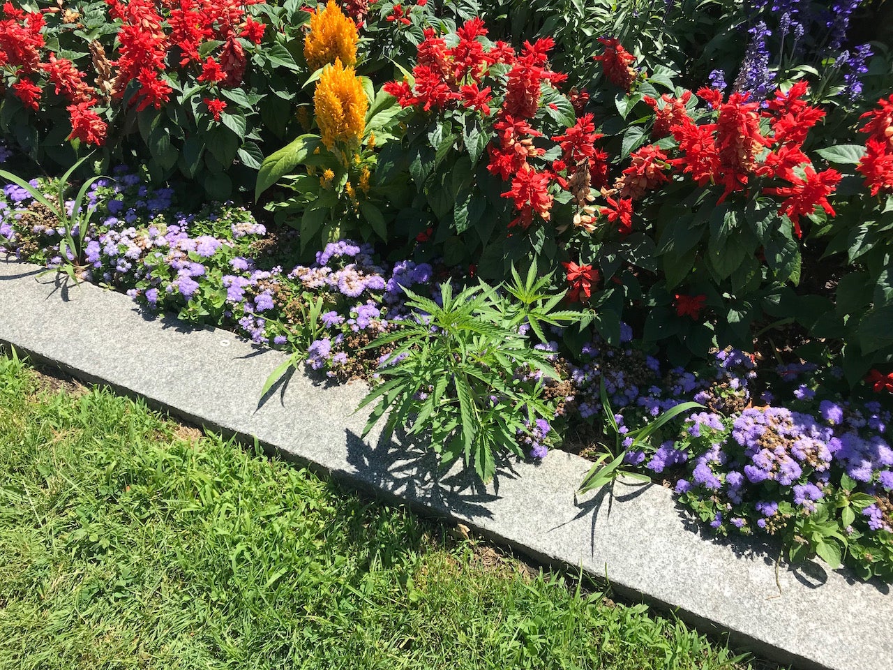 34 cannabis plants found growing in Vermont State House flower beds