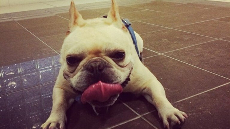 David Price's beloved French bulldog has died: Five things to know about  Astro