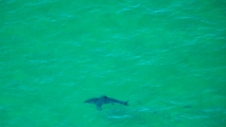 Great white sharks spotted at 3 Cape Cod beaches