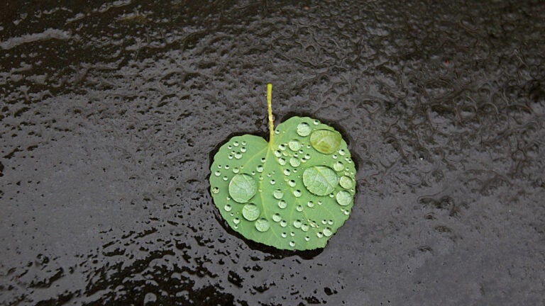 boston-weather-july-11-thursday