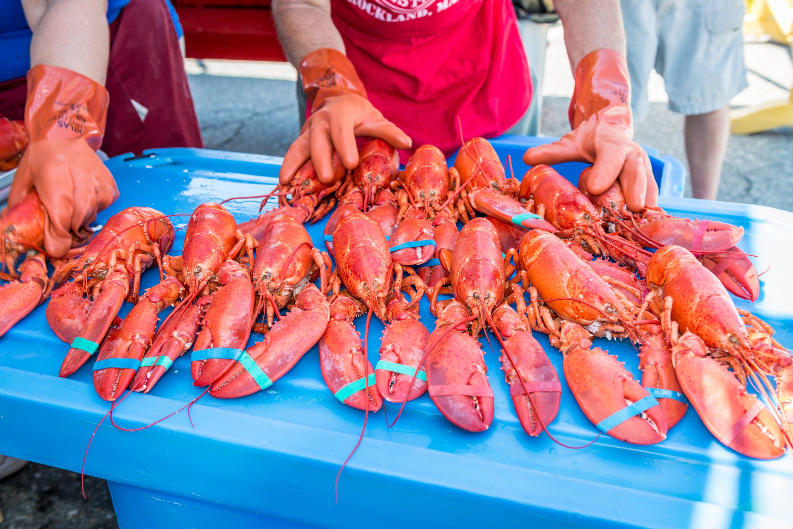 Everything you can eat and do at the Maine Lobster Festival