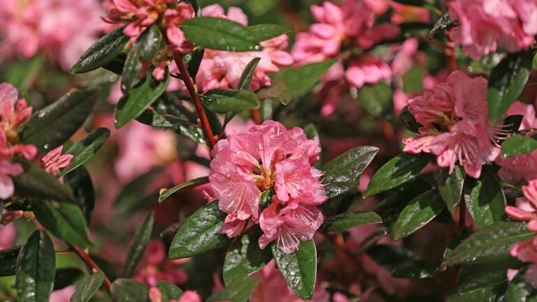 Rhododendron-David-Ryan-Globe