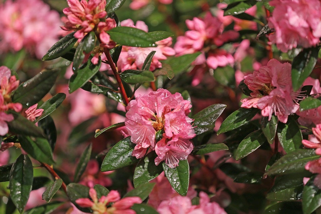 Ask the Gardener Why your rhododendrons won't bloom