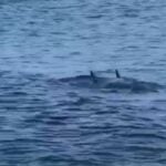 shark predation cape cod screenshot