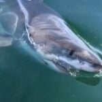 white shark cape cod bay