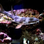 Farese-Family-Pet-Shark
