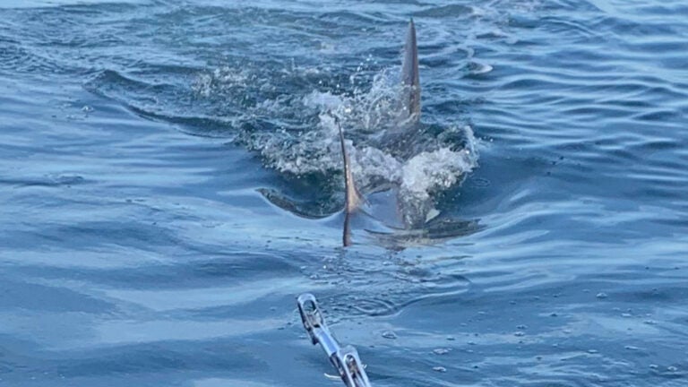 New Shark Pup, 'Great White Finn,' Spotted Off Long Island: Video