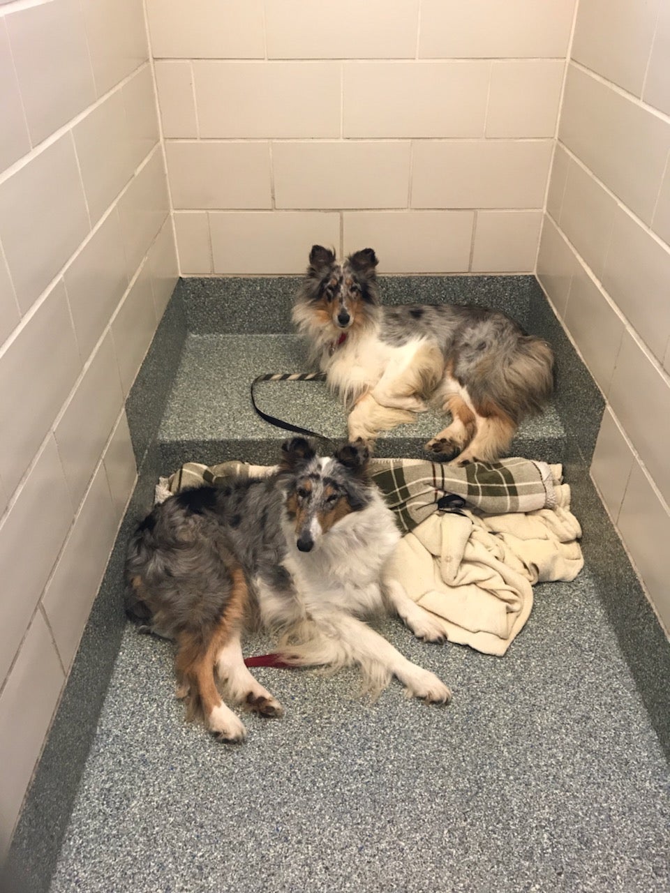 Jon Stewart adopted a horse that was abused by a Rhode Island man