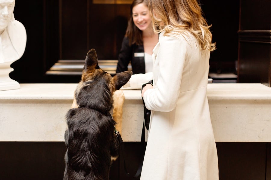 5 of the dogfriendliest hotels in Boston