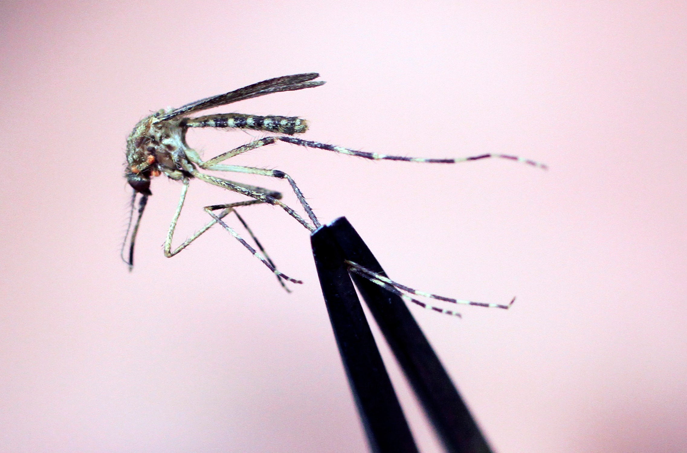 Mosquito-borne Eastern Equine Encephalitis virus: What to know