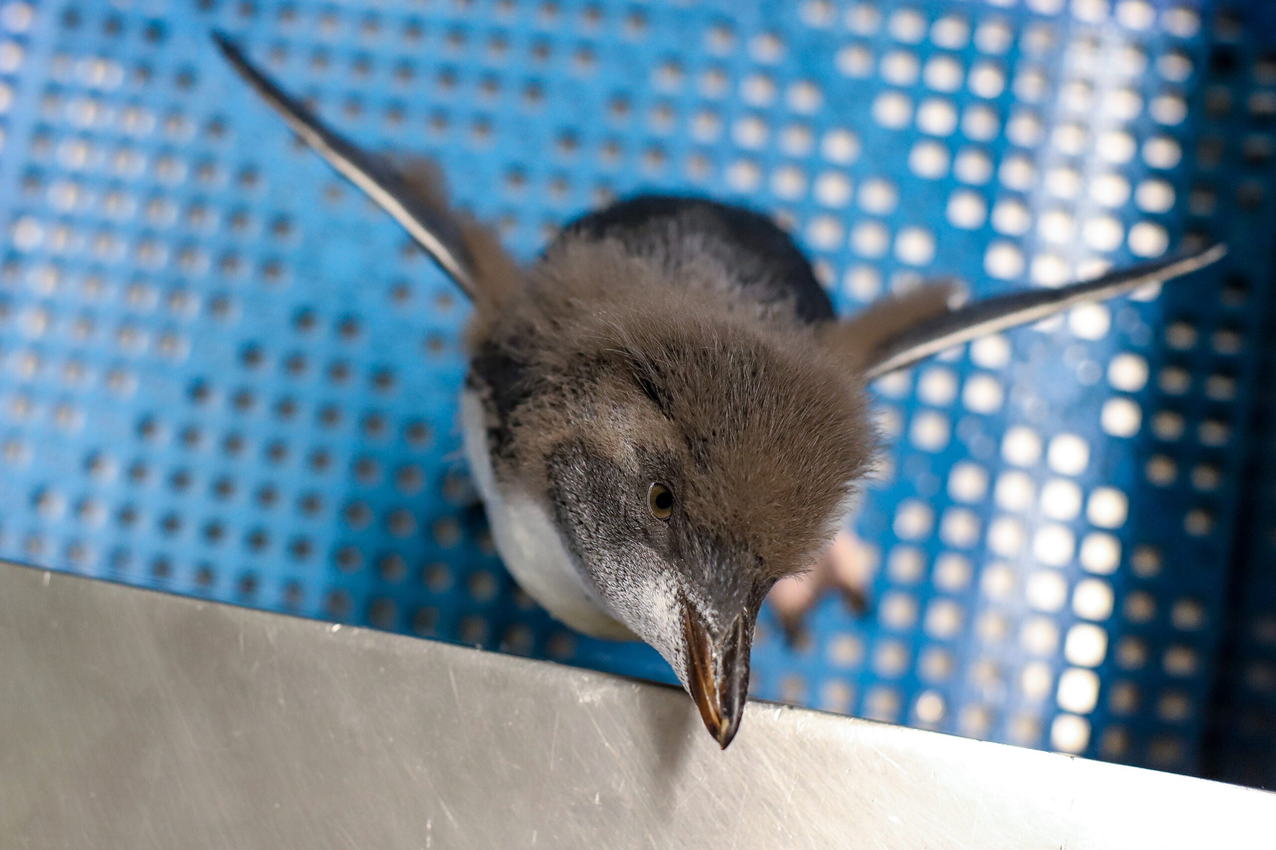 A 'mischievous' penguin chick named 'Sea-cat' has made its debut