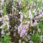 plants-that-repel-bugs