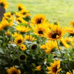 Sunbelievable-Brown-Eyed-Girl-Sunflower