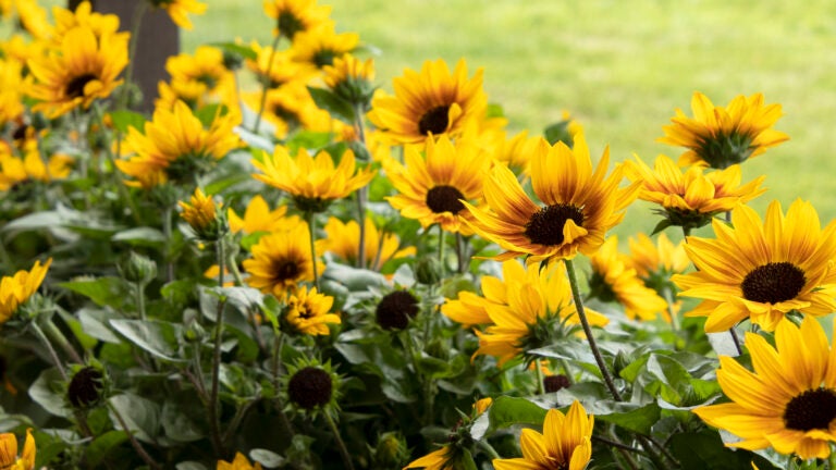 Sunbelievable-Brown-Eyed-Girl-Sunflower
