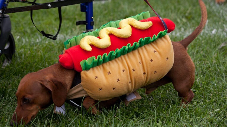 somerville dog festival