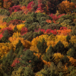 massachusetts fall foliage