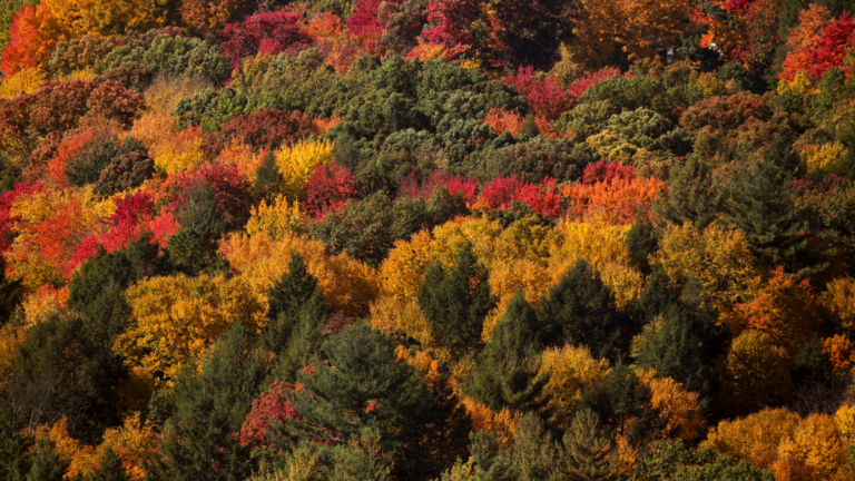 massachusetts fall foliage