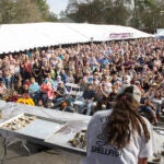 Wellfleet Oyster Fest