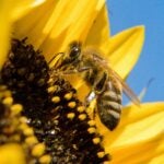 Bee-Sunflower-Germany