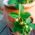 Fosdick-Houseplants-Indoors-Strawberries