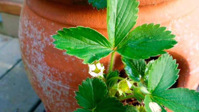 Fosdick-Houseplants-Indoors-Strawberries