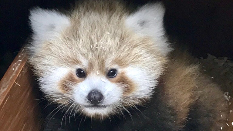 You Can Help Name This Baby Red Panda At Franklin Park Zoo