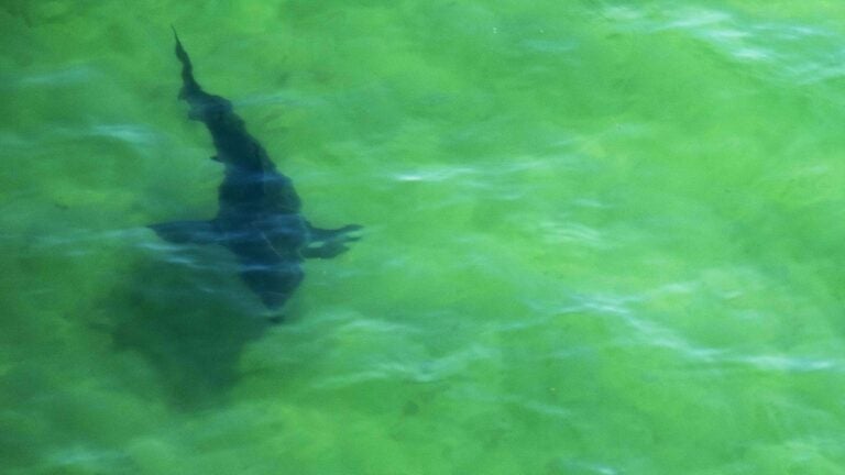 Mass. 12-year-old reels in 400-pound great white shark off Florida