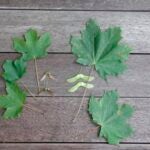 Difference-Norway-Sugar-Maples