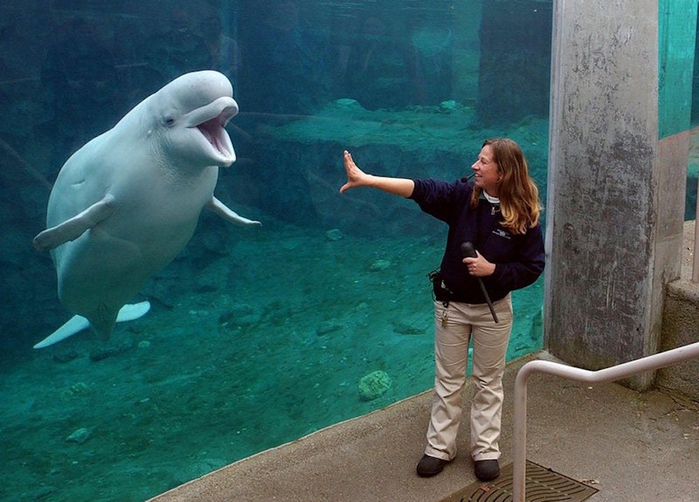Beluga from Marineland sent to U.S. aquarium dies