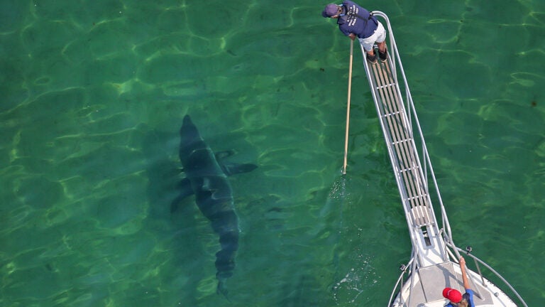 great white shark in shallow water