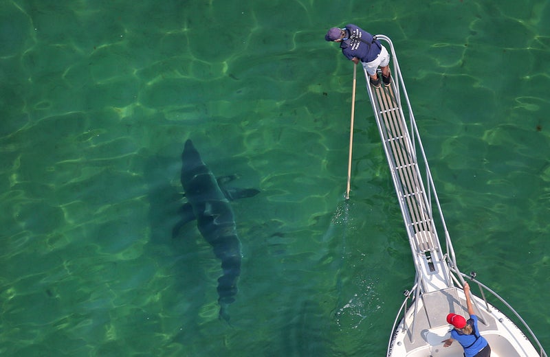 Photos capture shark tearing into a seal off Nauset Beach