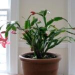 Gardening-Holiday-Cactus