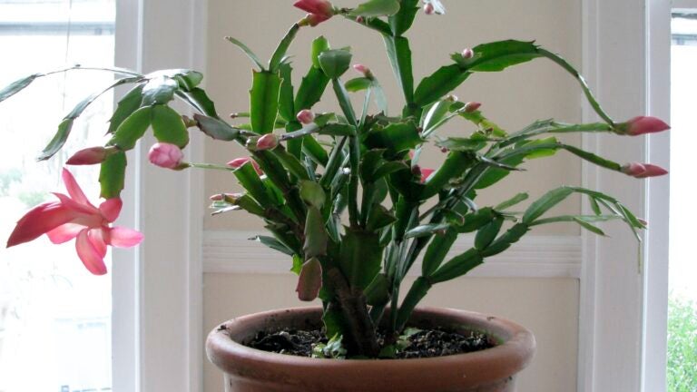 Gardening-Holiday-Cactus
