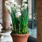 Daffodil-Bulbs-Bloom-Ap-Reich