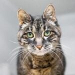 cat finds home for holidays