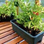 Dean-Fosdick-Garden-Greenhouse