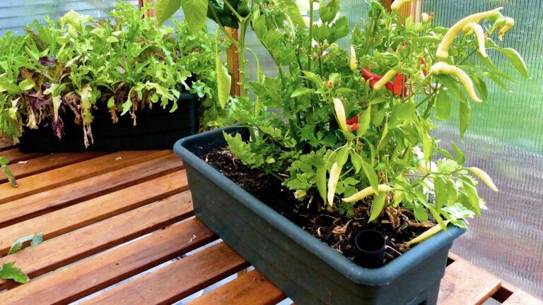 Dean-Fosdick-Garden-Greenhouse