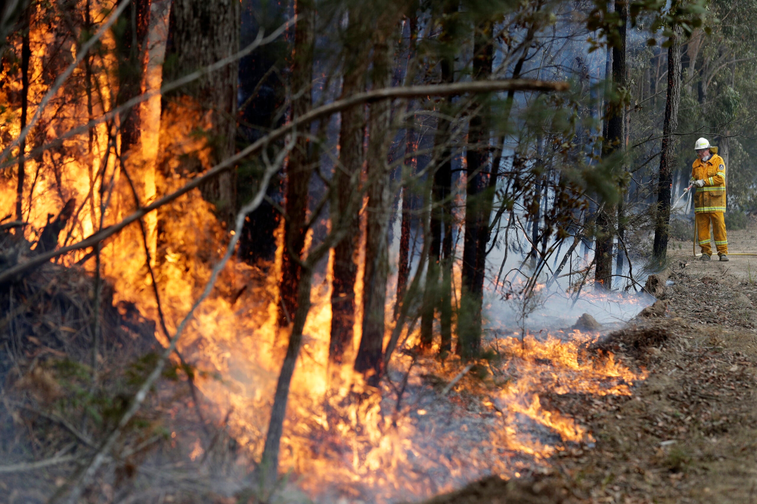 Последствия пожара в лесу фото