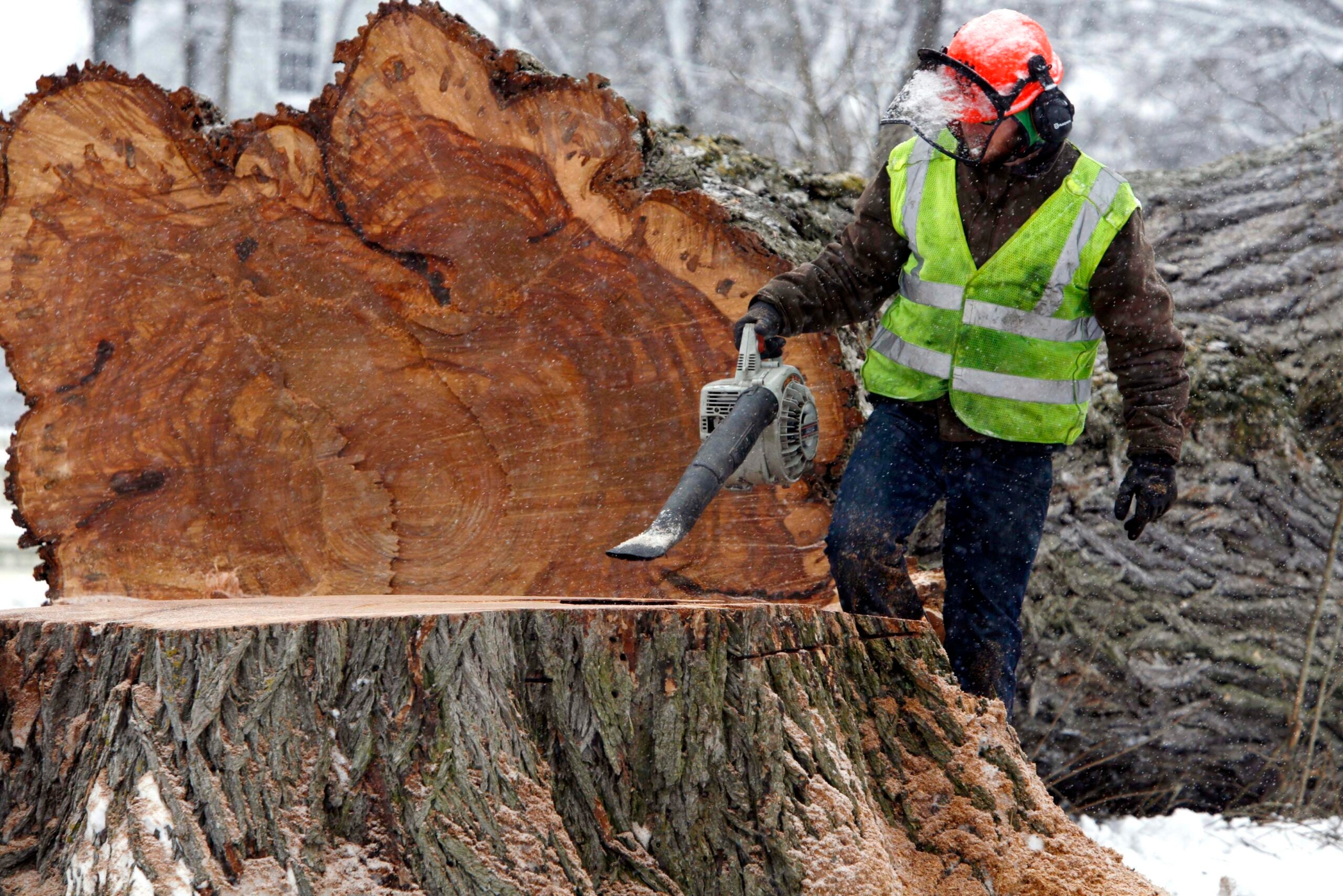 Clones help famous New England elm tree named Herbie live on, for now