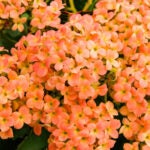 Adobe-Stock-Kalanchoe-Orange