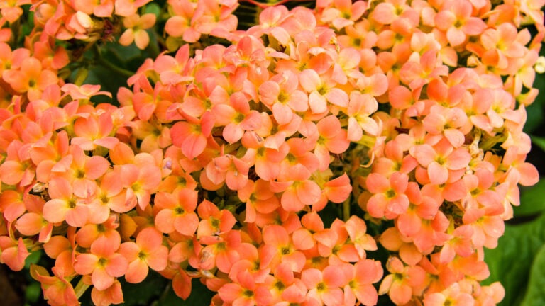 Adobe-Stock-Kalanchoe-Orange